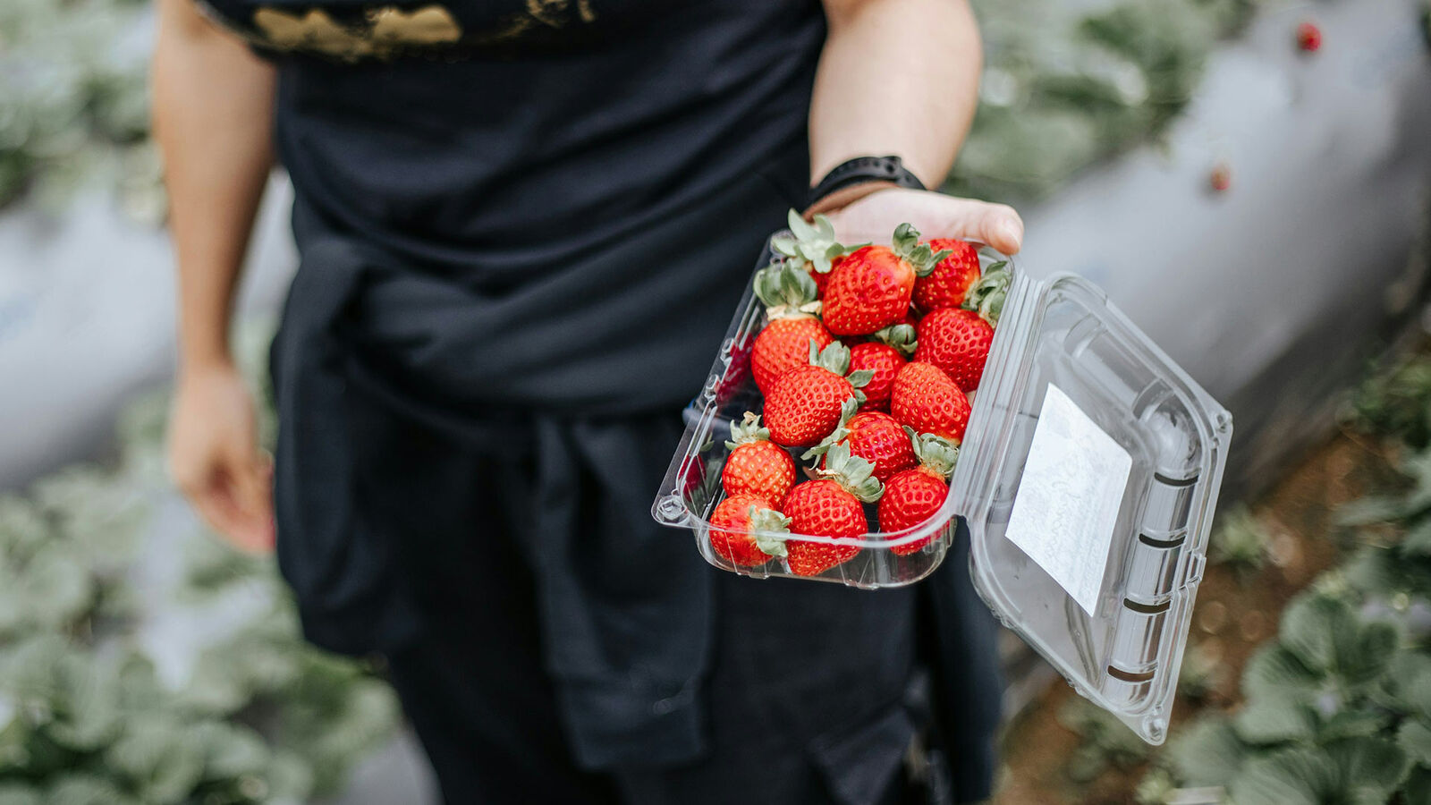 Eine Frau hält eine offene Kunststoffschale mit Erdbeeren in der Hand